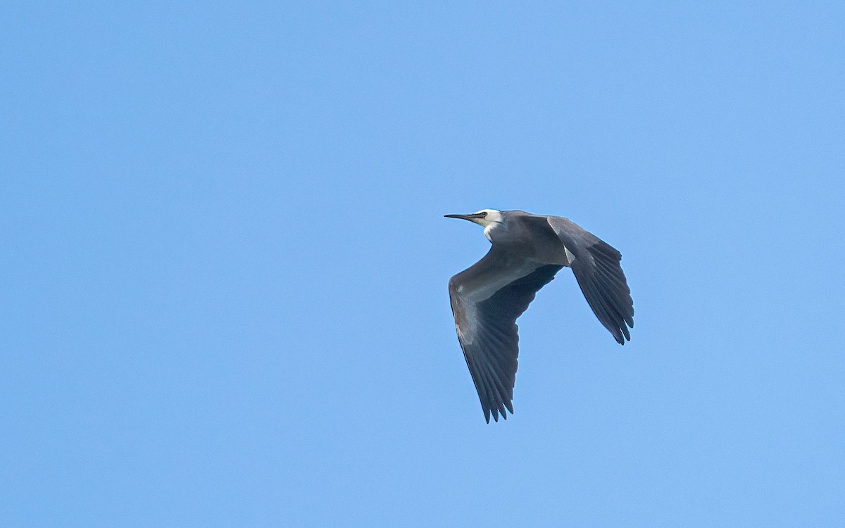 White-faced Heron - ML612591586