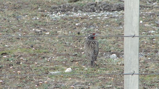 Long-tailed Meadowlark - ML612591597