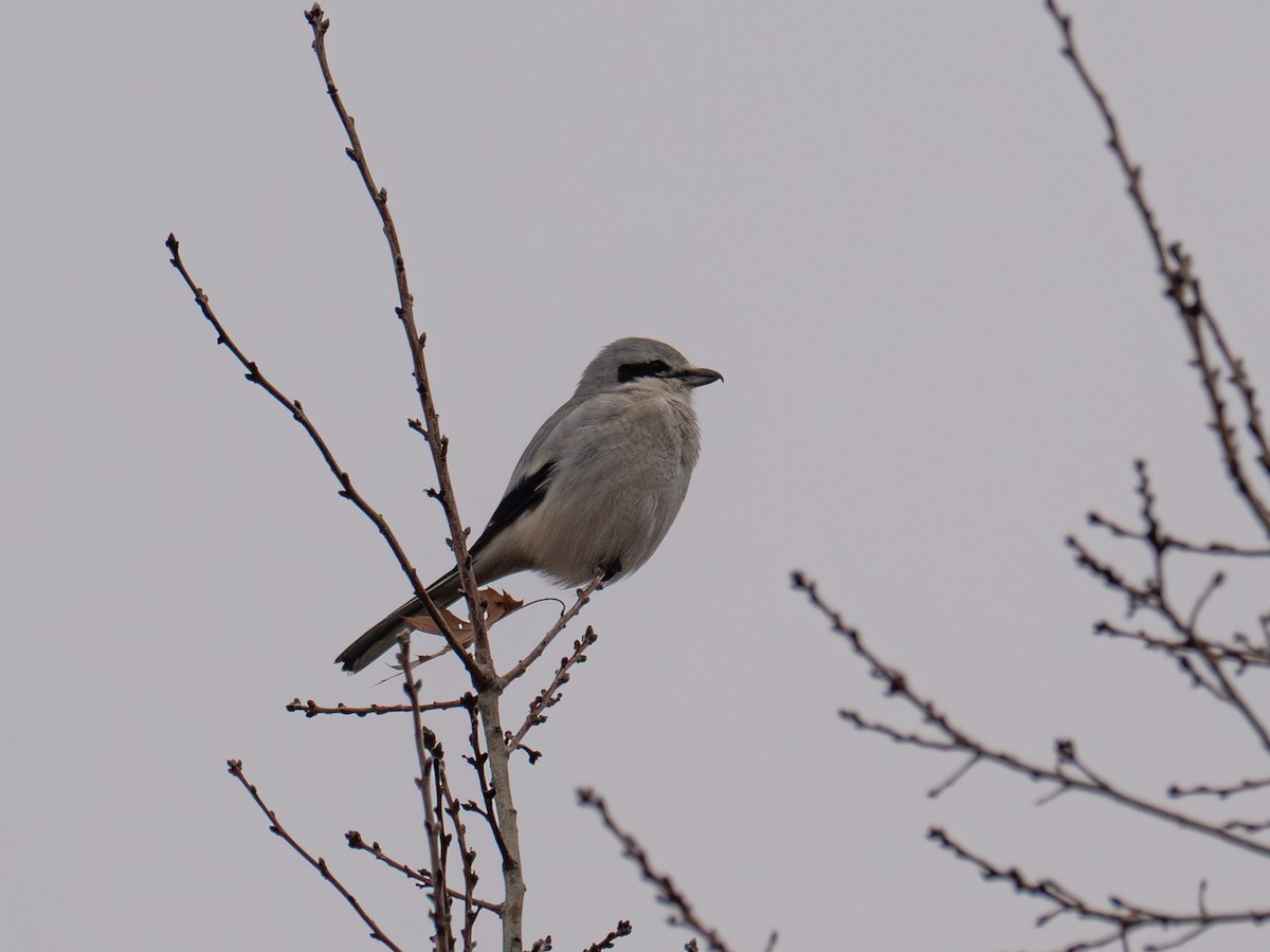 Northern Shrike - ML612591666