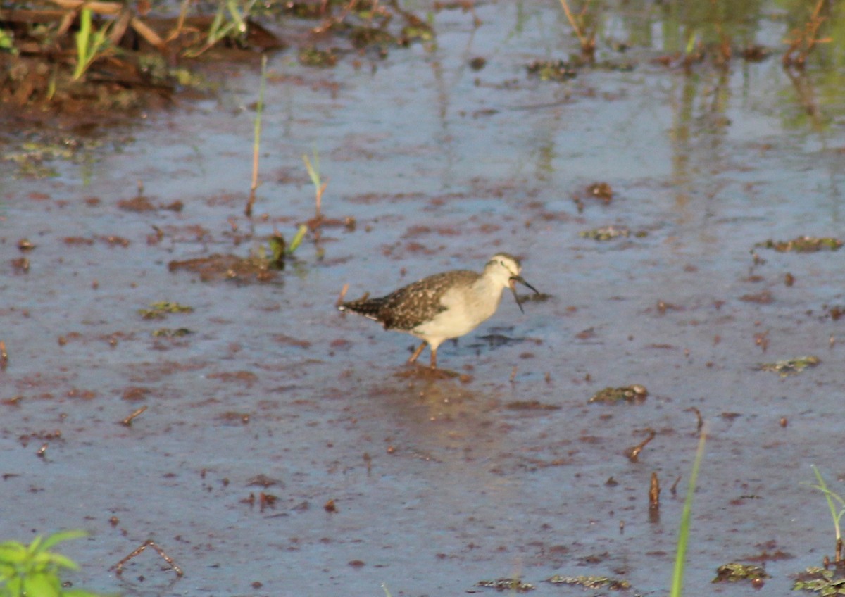 Wood Sandpiper - ML612591700