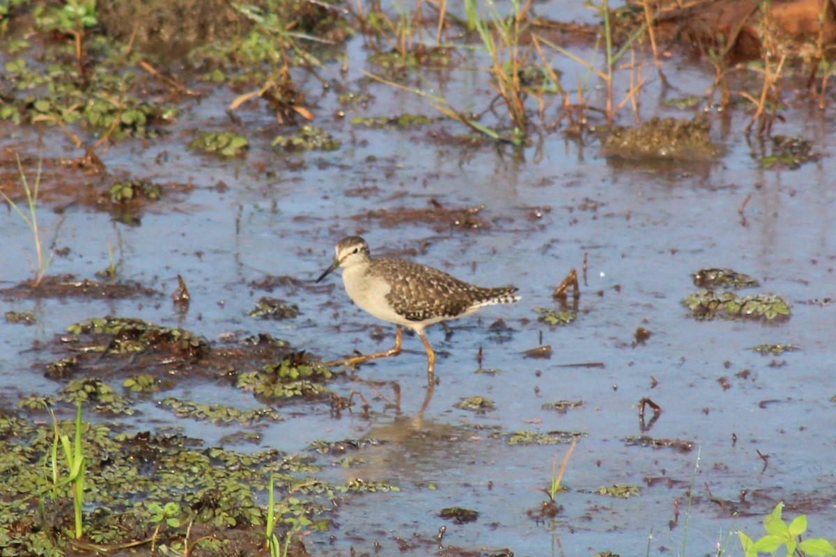 Bruchwasserläufer - ML612591702