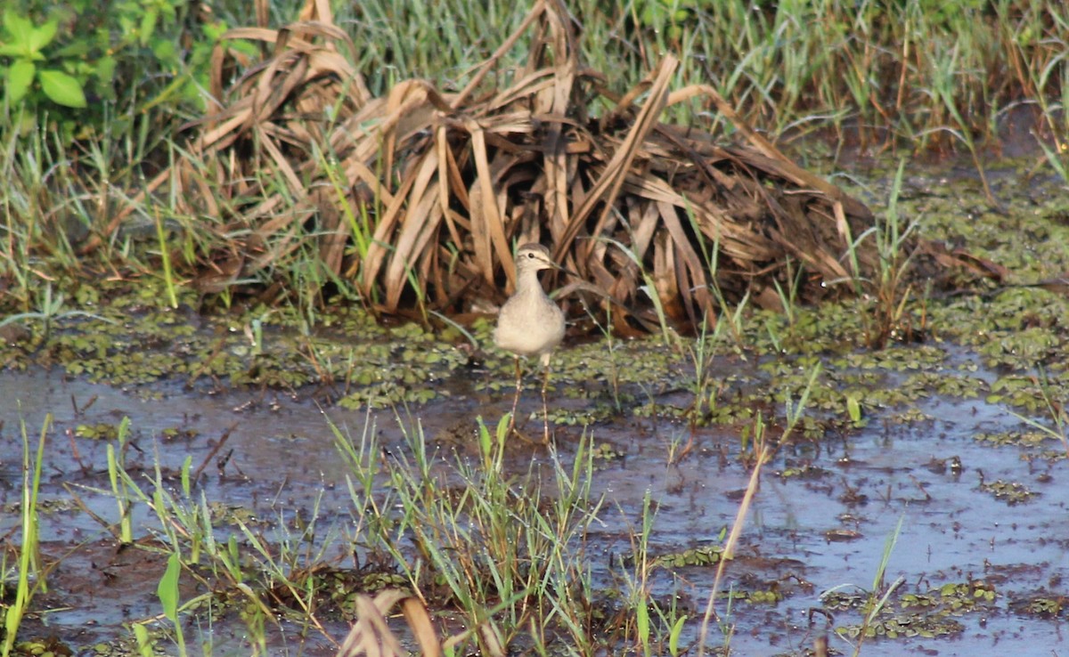 Wood Sandpiper - Steffin Babu