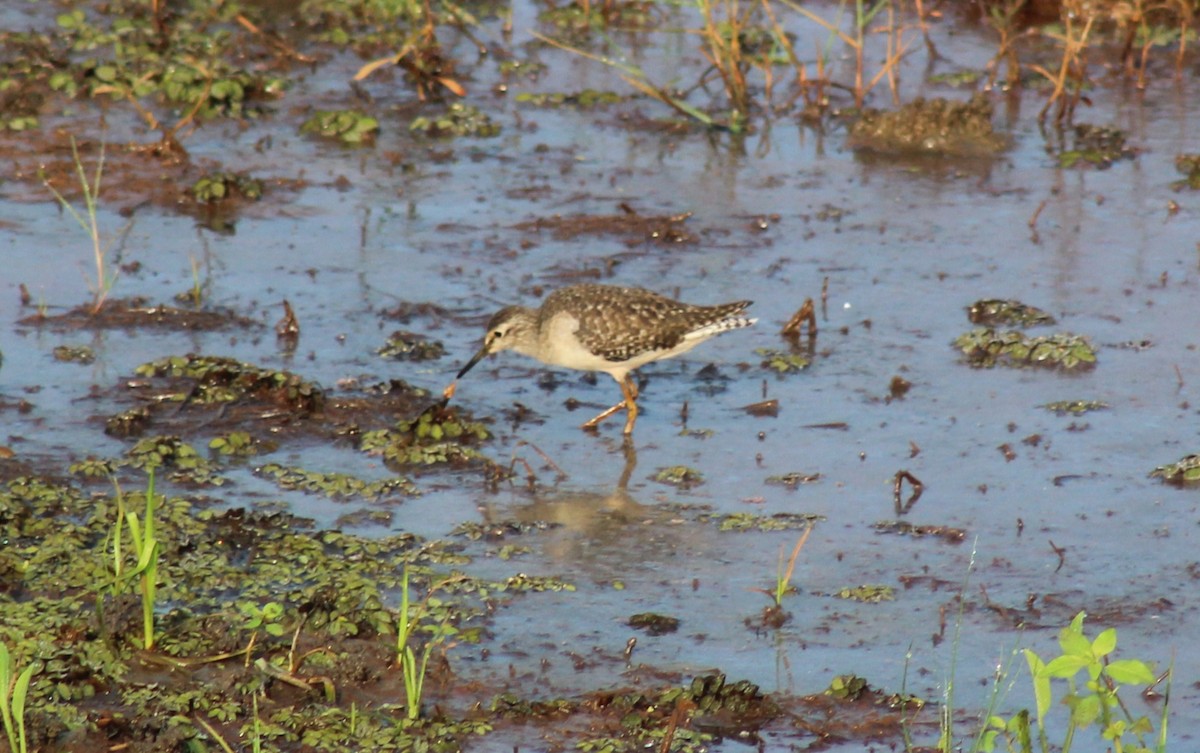 Wood Sandpiper - ML612591704