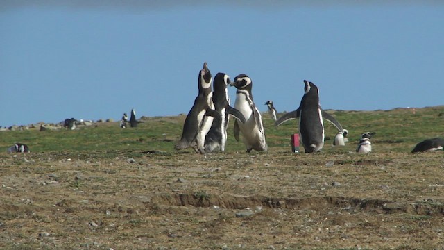 Pingüino Magallánico - ML612591710