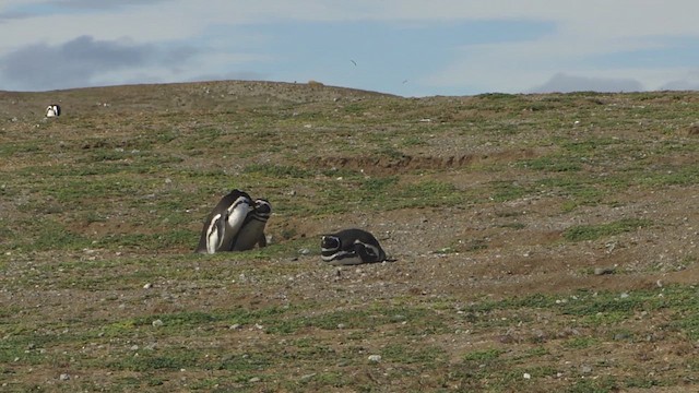 Pingüino Magallánico - ML612591712