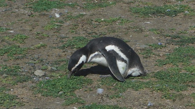 Pingüino Magallánico - ML612591713