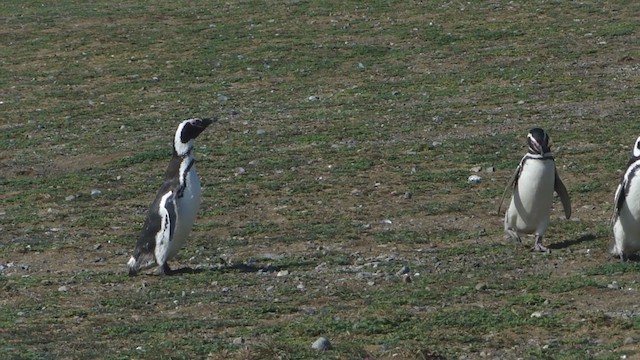 Pingüino Magallánico - ML612591715