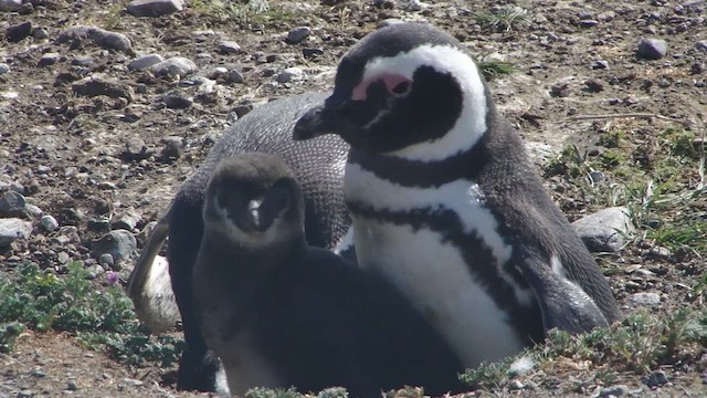 Pingüino Magallánico - ML612591716