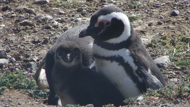 Magellanic Penguin - ML612591716