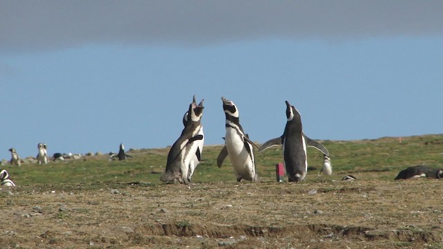 Pingüino Magallánico - ML612591717