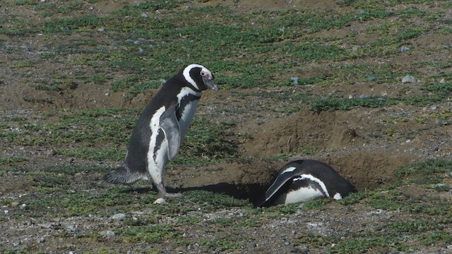 Pingüino Magallánico - ML612591720