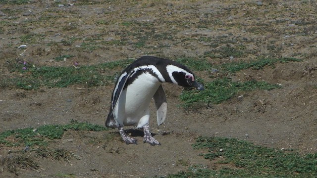 Магелланов пингвин - ML612591728