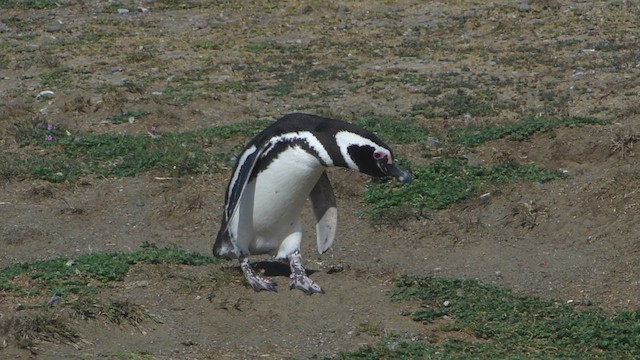 Magellanic Penguin - ML612591728