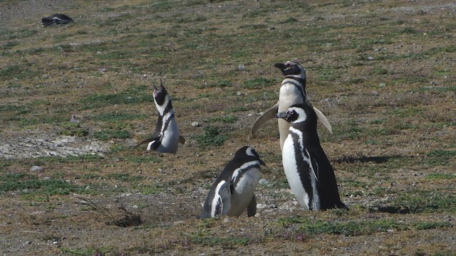 Pingüino Magallánico - ML612591729