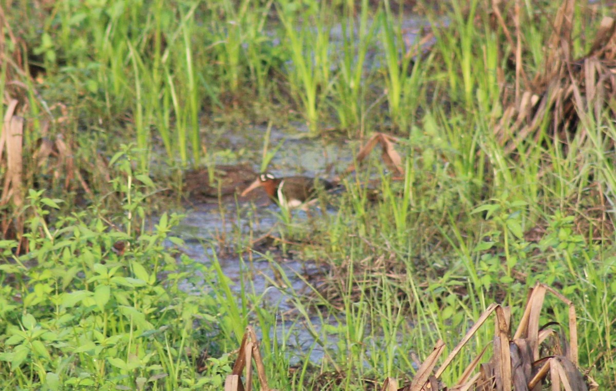 Greater Painted-Snipe - Steffin Babu