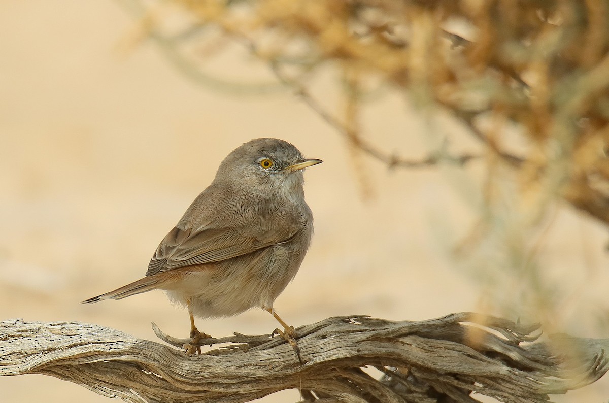 Asian Desert Warbler - ML612591856