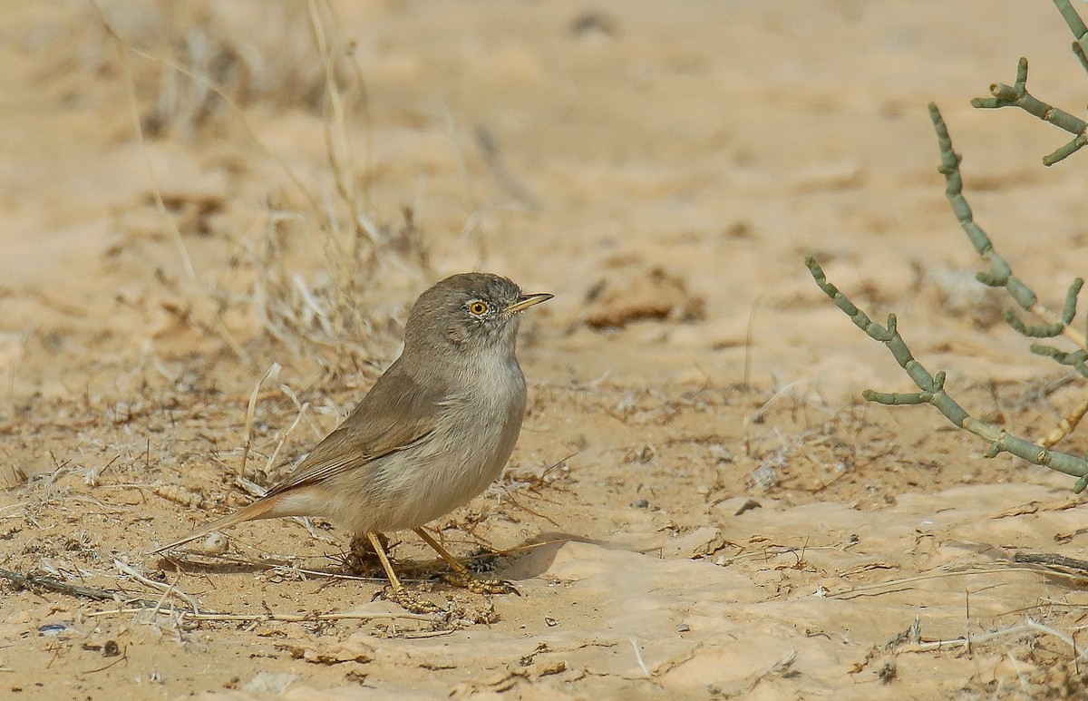 Asian Desert Warbler - ML612591880