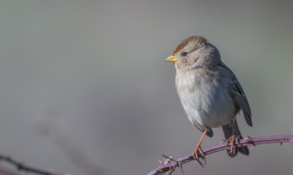 White-crowned Sparrow - ML612591898