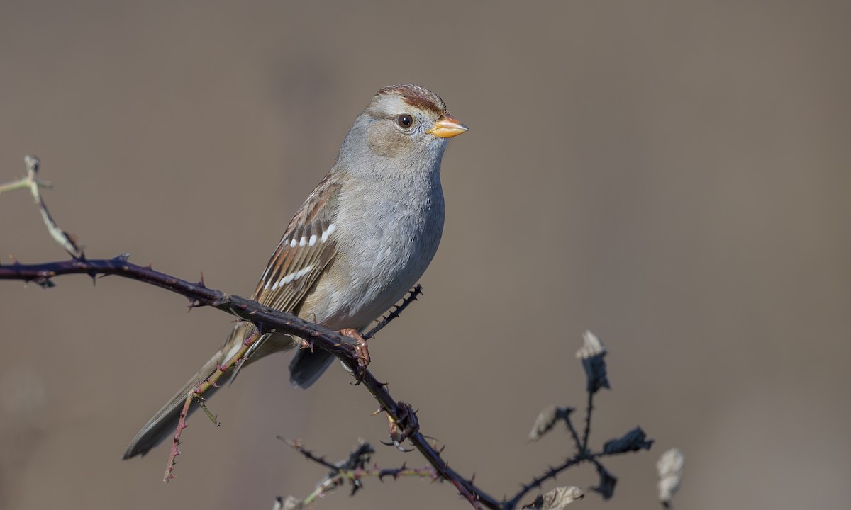 White-crowned Sparrow - ML612591899