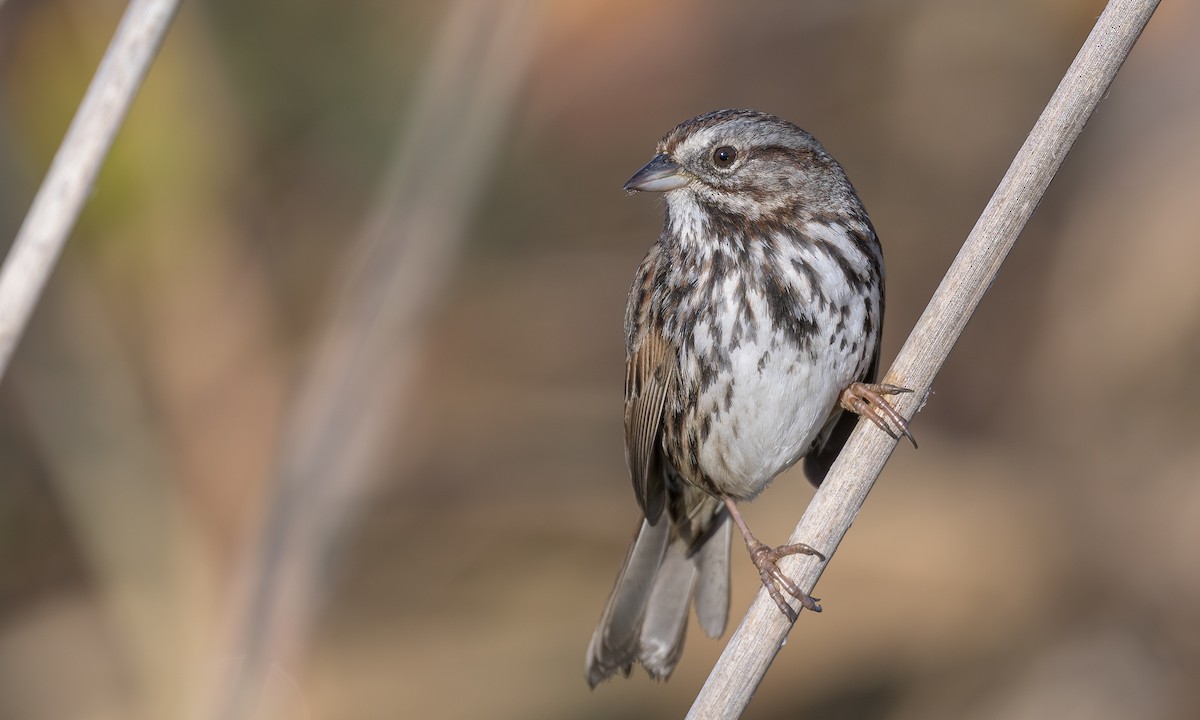 Song Sparrow - ML612591902