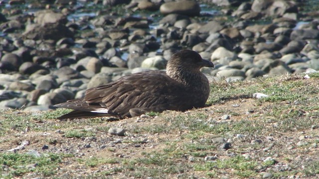 Chilean Skua - ML612591912