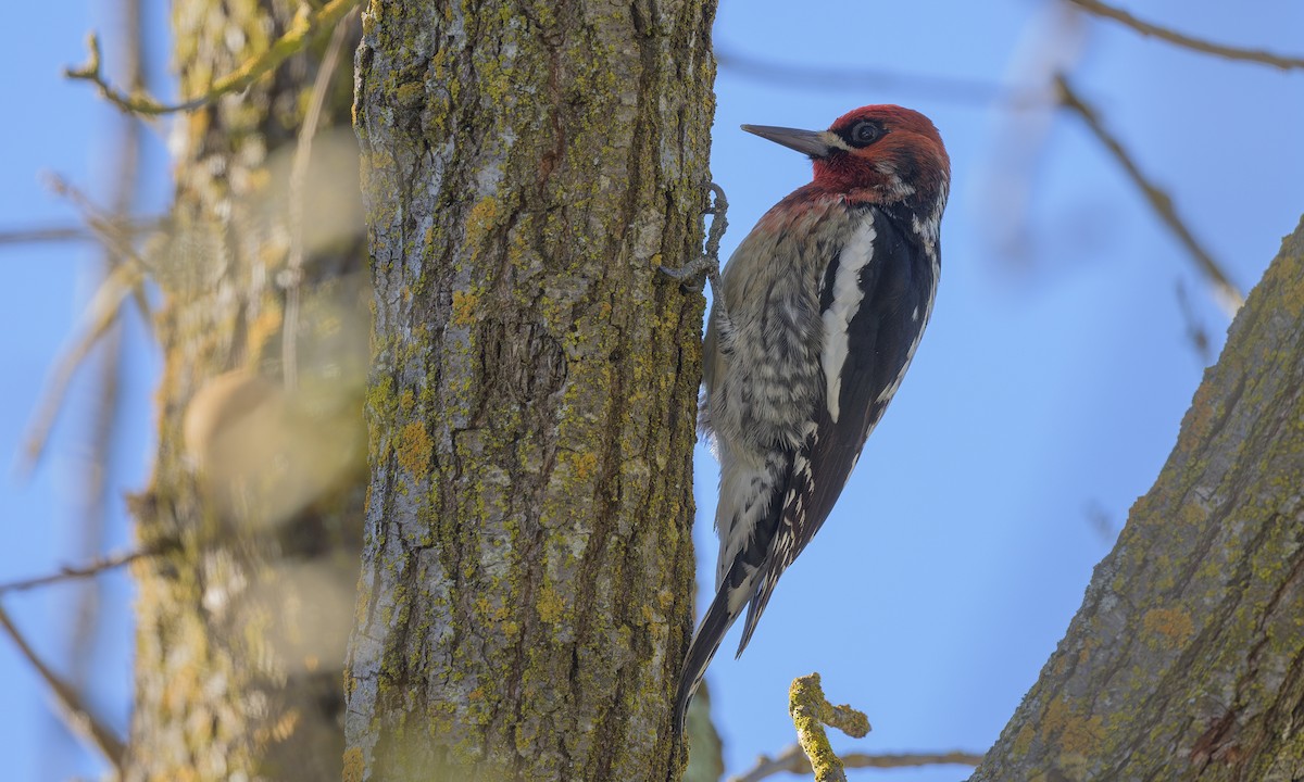 Red-breasted Sapsucker - ML612591915