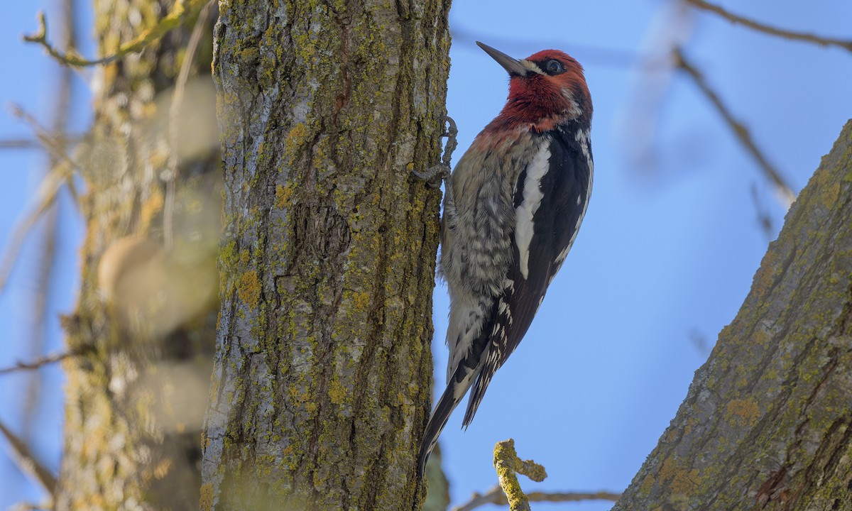 Red-breasted Sapsucker - ML612591916