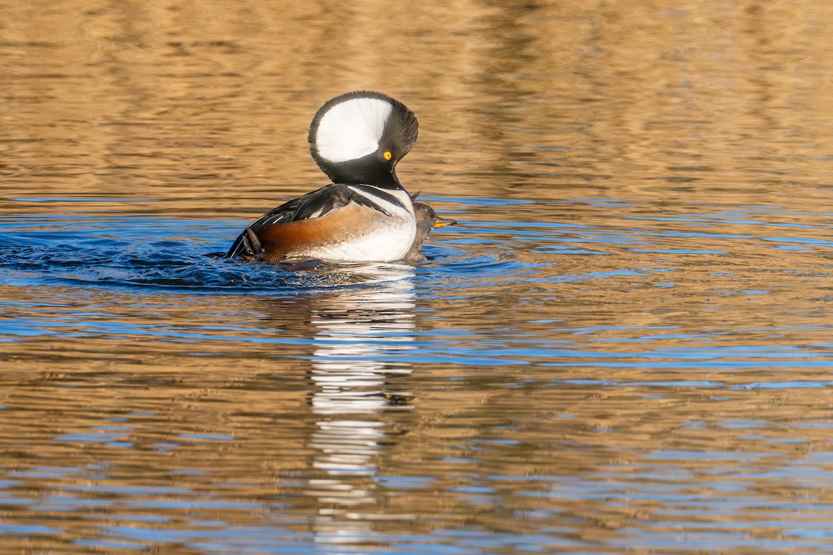 Hooded Merganser - ML612591981