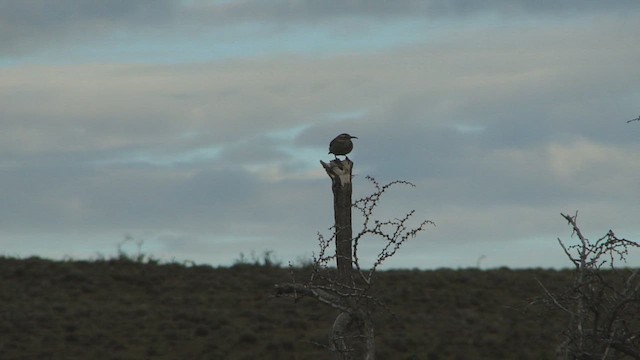 Scale-throated Earthcreeper - ML612592058