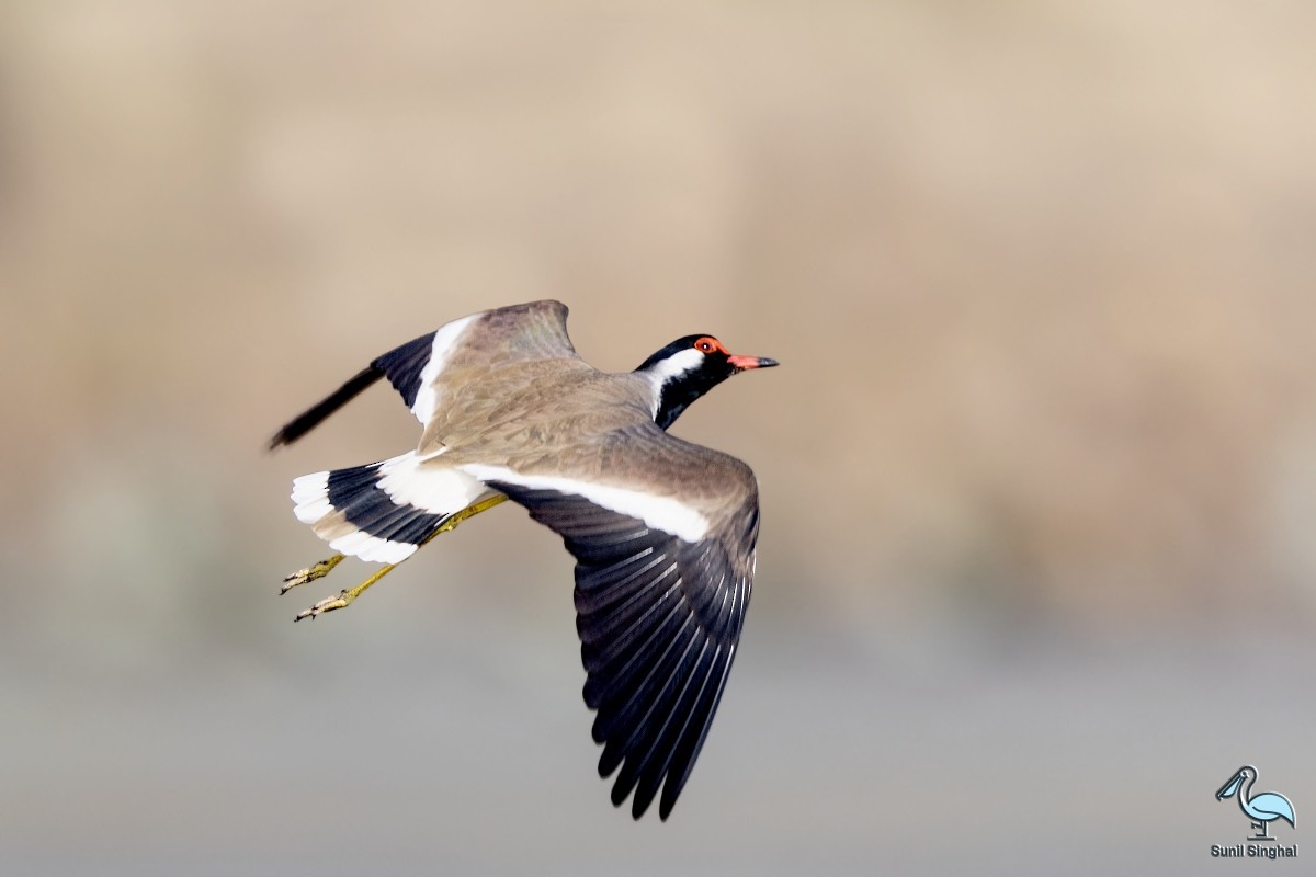 Red-wattled Lapwing - Sunil Singhal