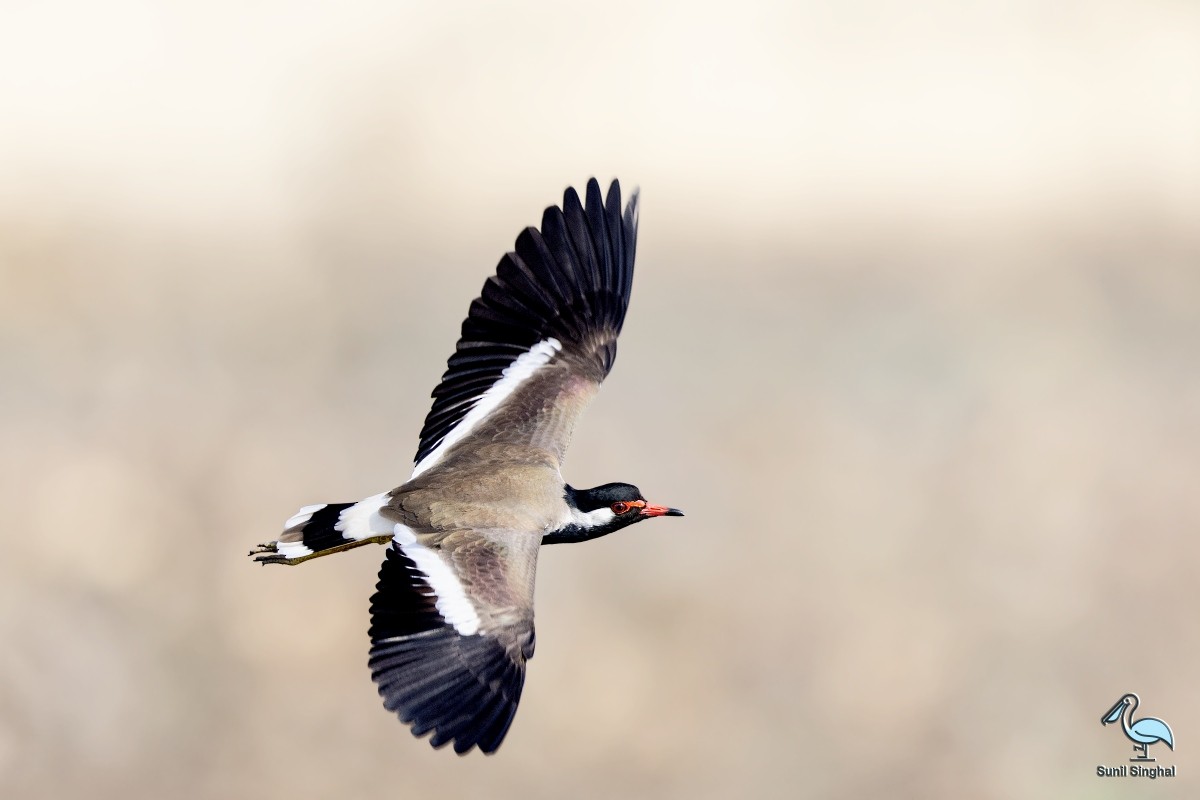 Red-wattled Lapwing - Sunil Singhal