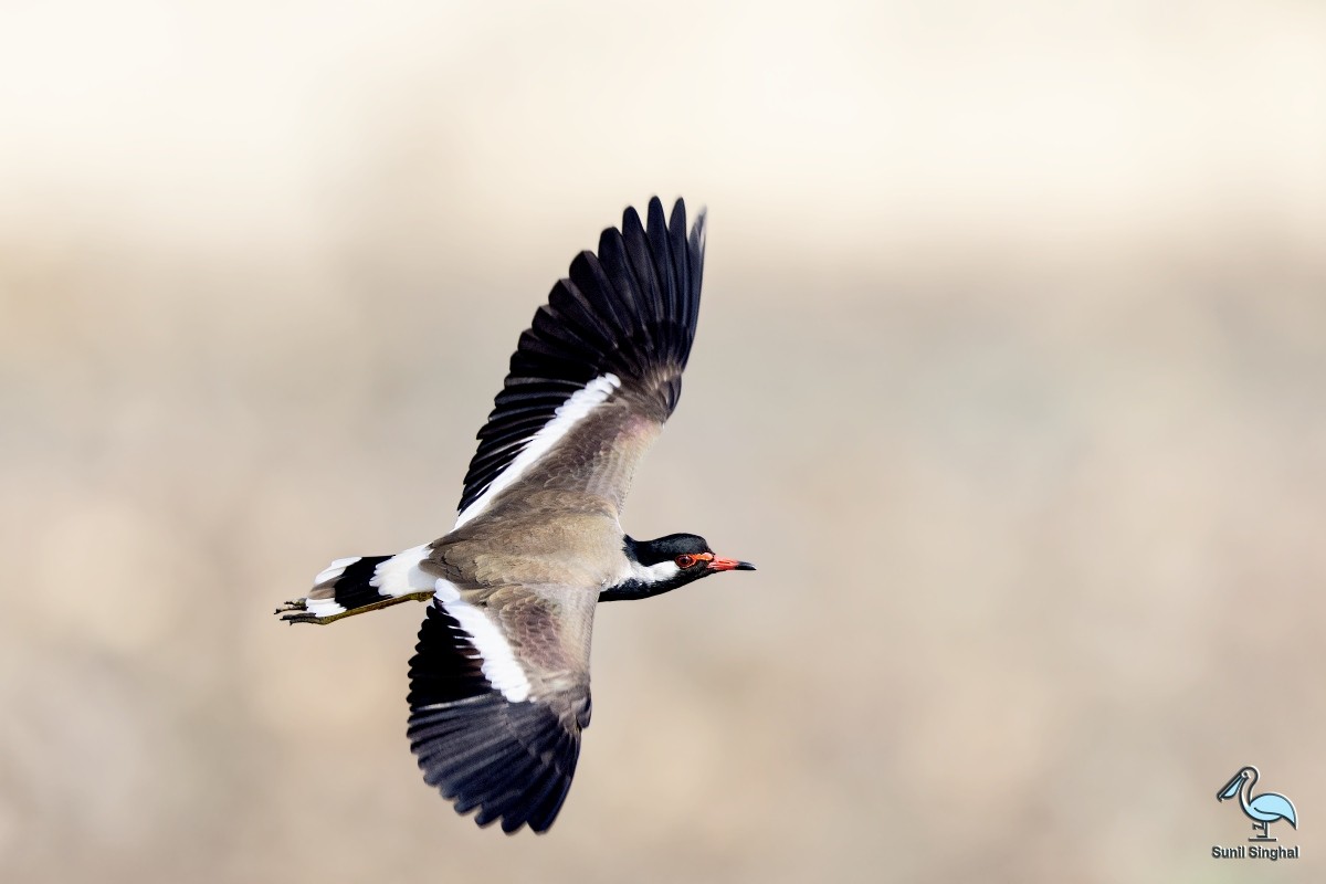 Red-wattled Lapwing - ML612592161