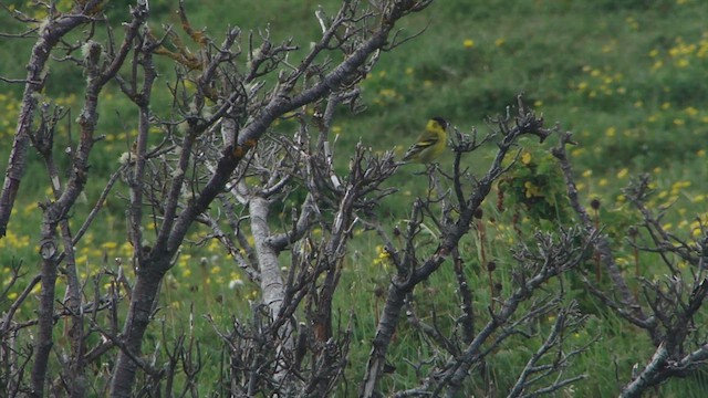 Black-chinned Siskin - ML612592167