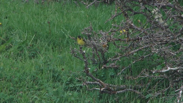 Black-chinned Siskin - ML612592171