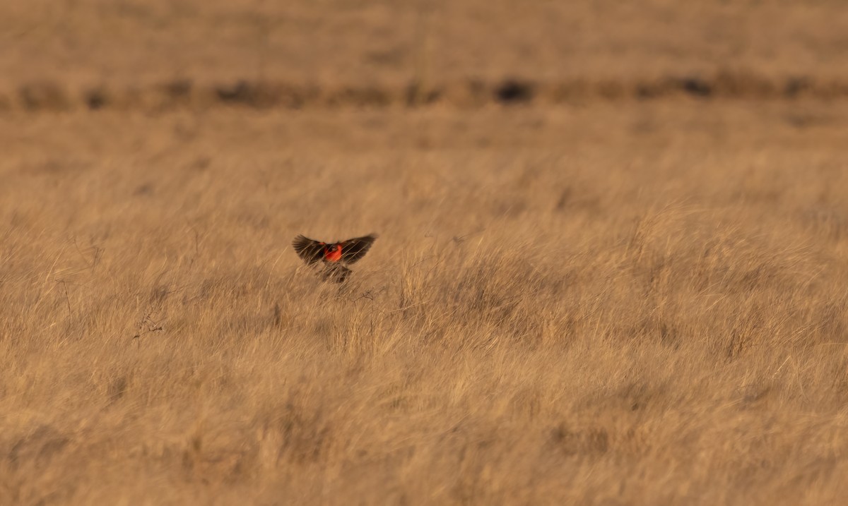 Pampas Meadowlark - ML612592253