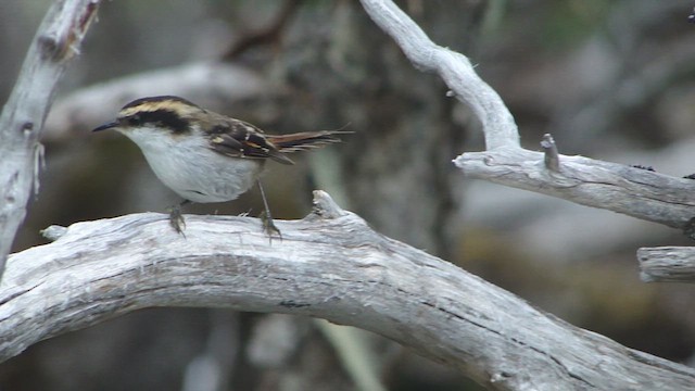 Thorn-tailed Rayadito - ML612592309