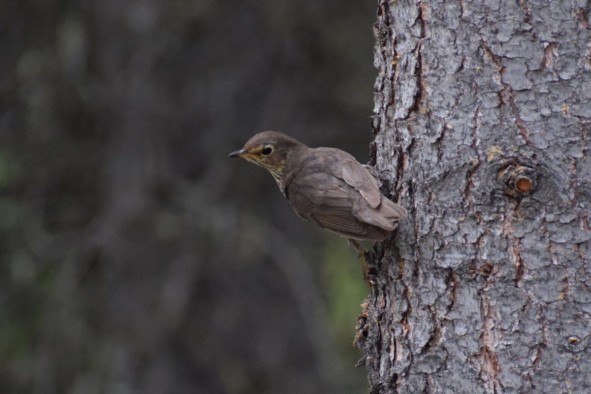 Swainson's Thrush - Andrew Naert