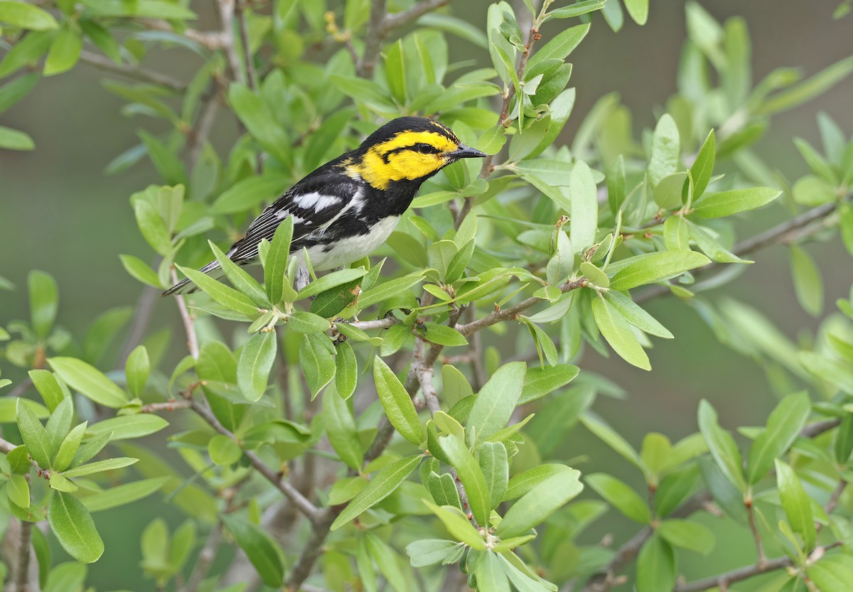 Golden-cheeked Warbler - Sam Woods