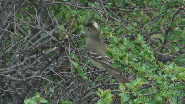 White-crested Elaenia - ML612592377