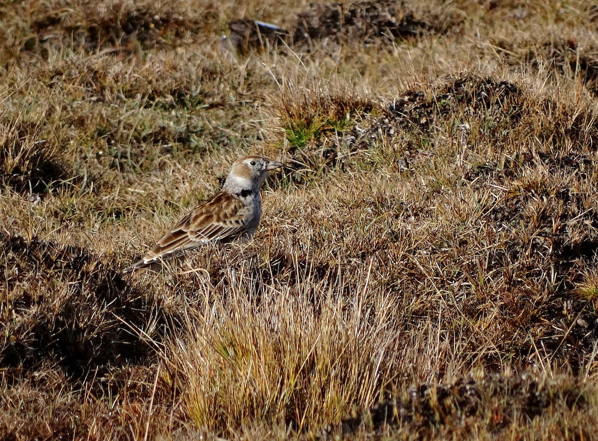 Tibetan Lark - ML612592378