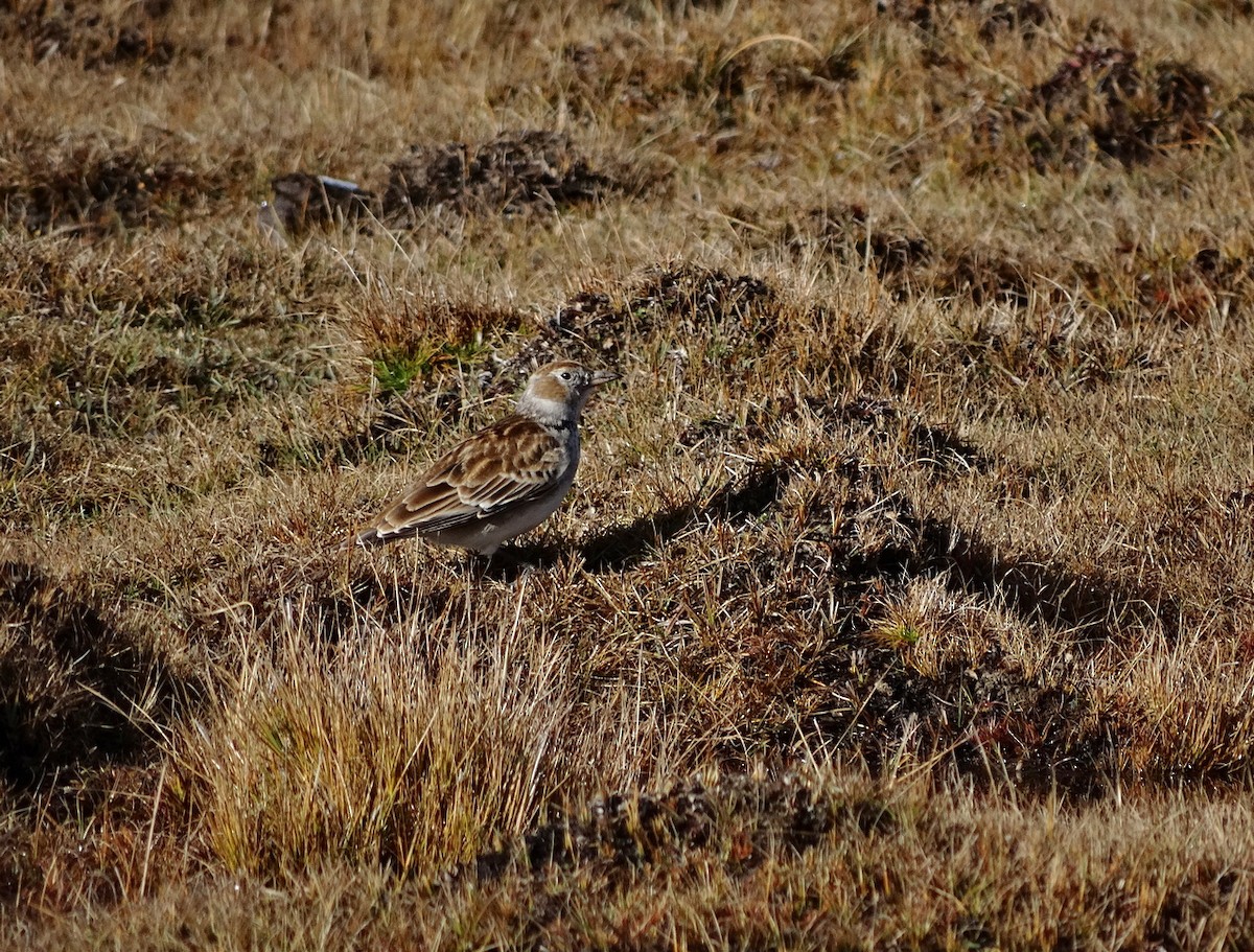 Calandria Tibetana - ML612592381