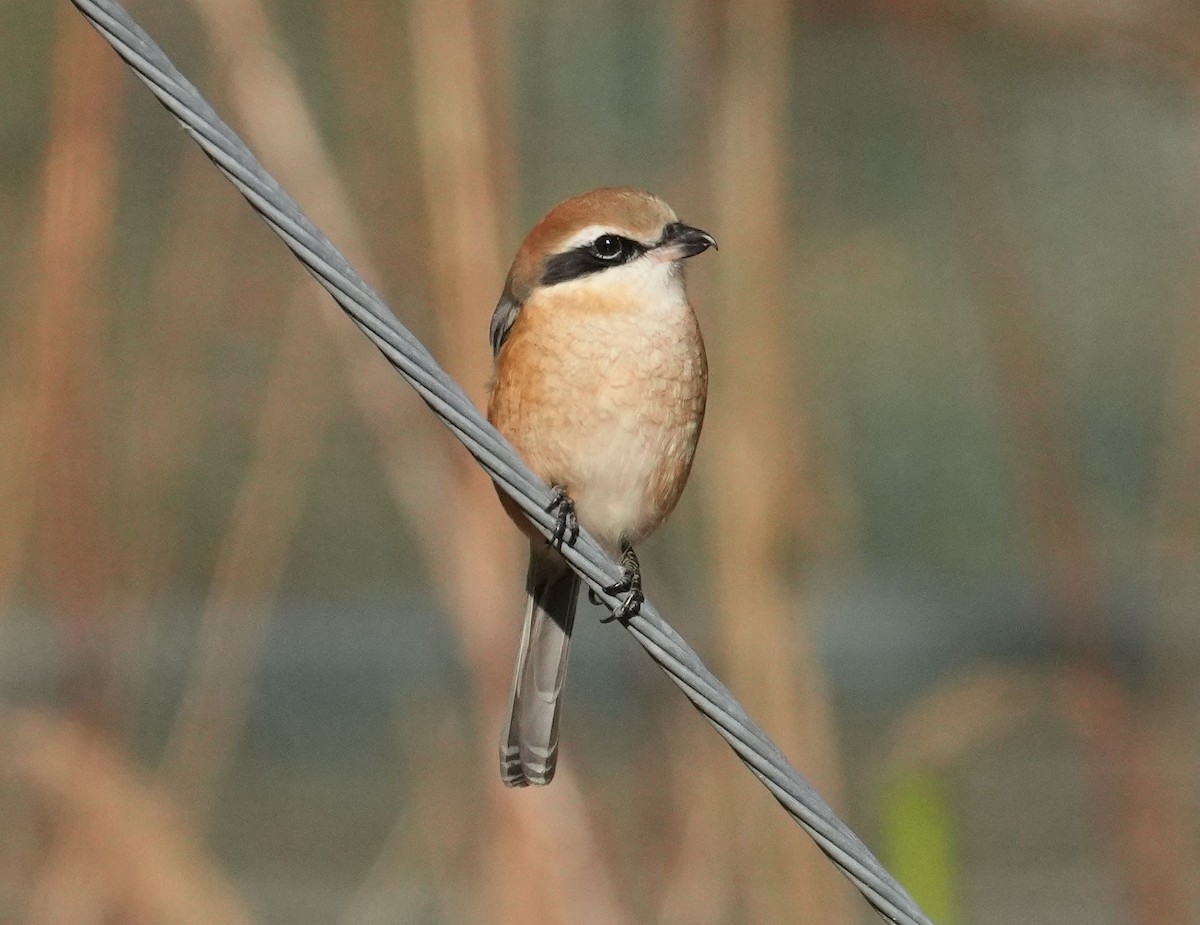 Bull-headed Shrike - ML612592411