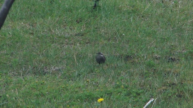 Remolinera Araucana - ML612592424