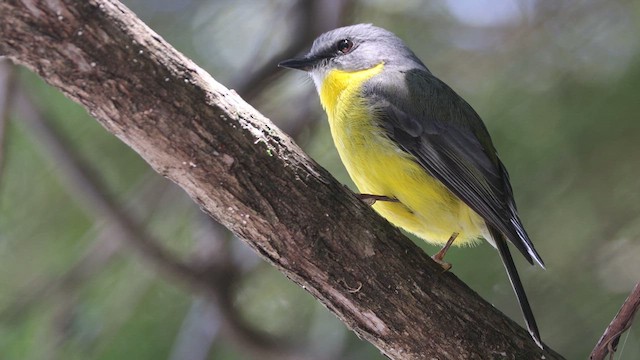 Eastern Yellow Robin - ML612592441