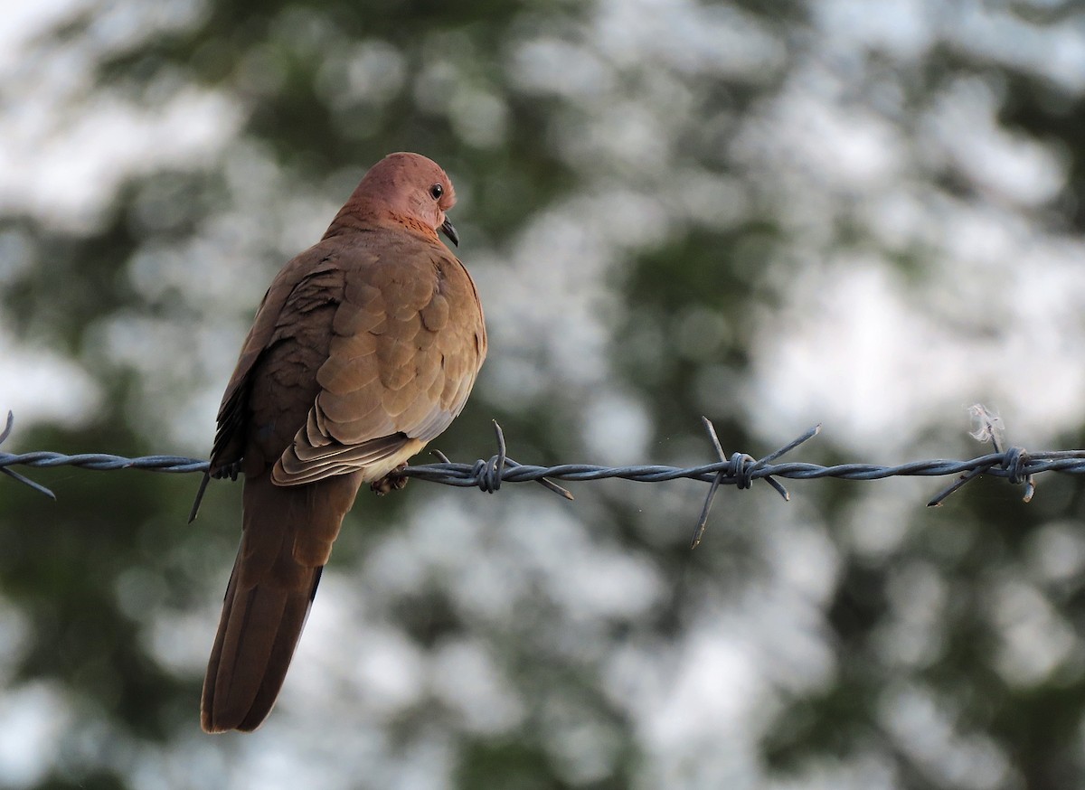 Laughing Dove - ML612592450