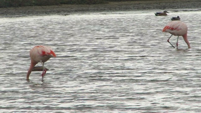 Chilean Flamingo - ML612592465