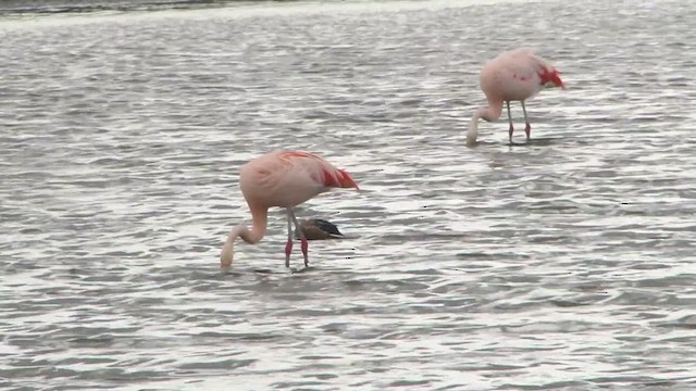 Chilean Flamingo - ML612592469