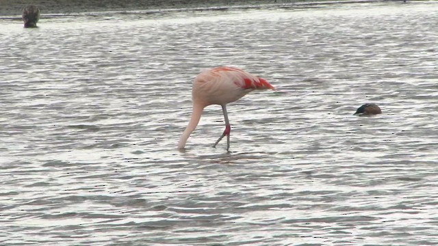 Chilean Flamingo - ML612592471