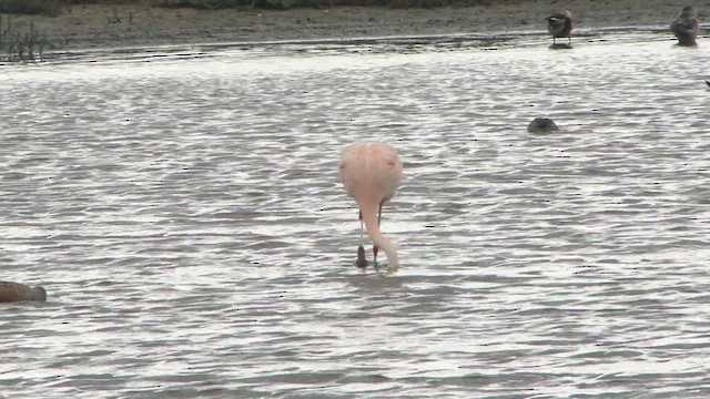 Chilean Flamingo - ML612592476