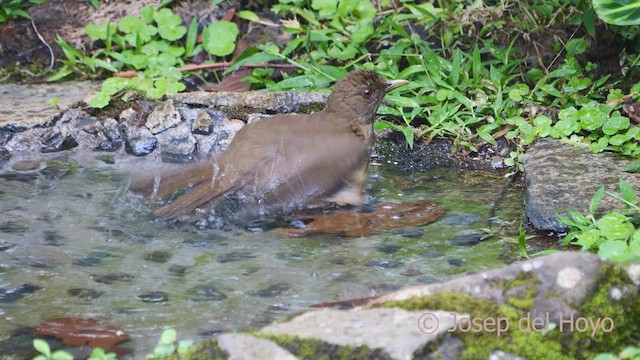 Clay-colored Thrush - ML612592512